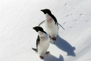 アデリーペンギン